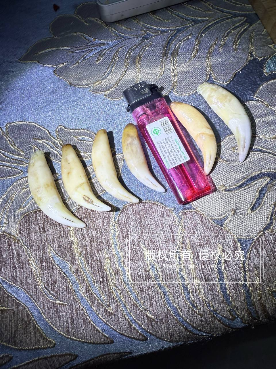 小虎牙