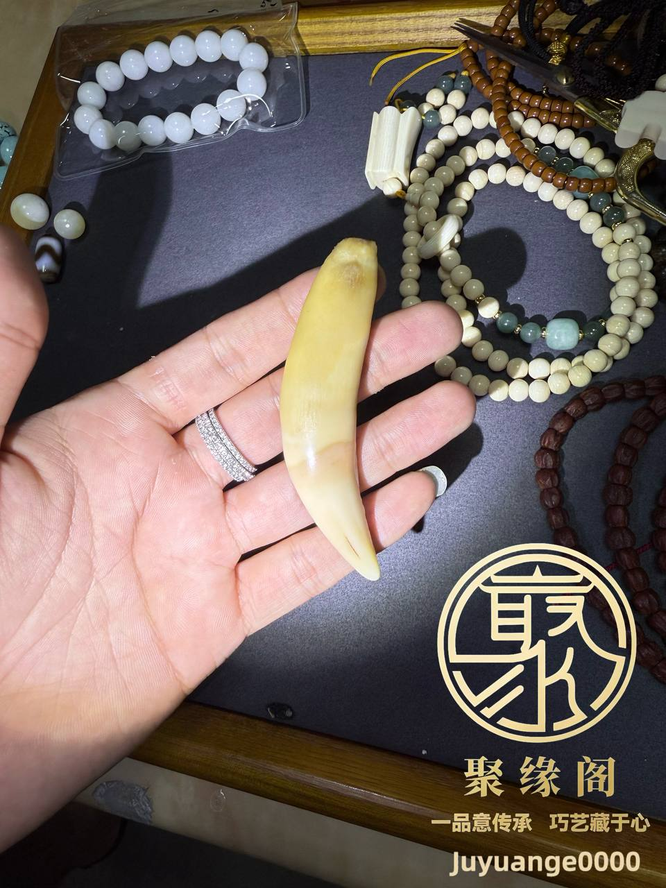 野生极品虎牙一颗