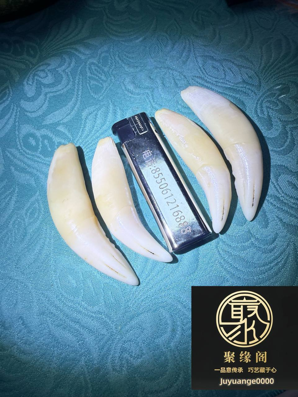 纯野生虎牙精品一套